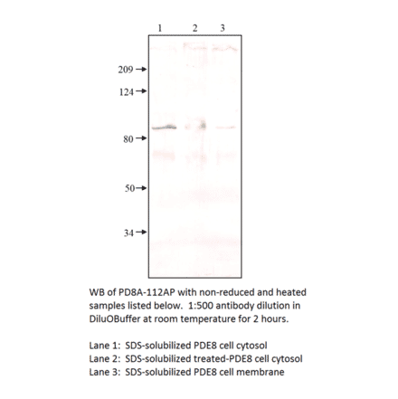 Anti-PDE8A Antibody from FabGennix (PD8A-112AP) - Antibodies.com