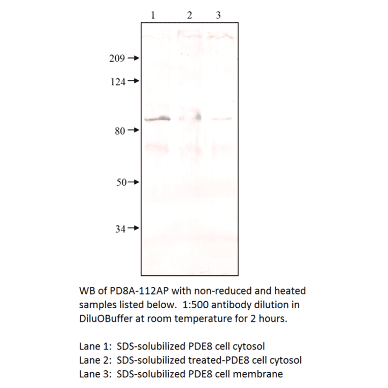 Anti-PDE8A Antibody from FabGennix (PD8A-112AP) - Antibodies.com