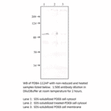 Anti-PDE8A Antibody from FabGennix (PD8A-112AP) - Antibodies.com