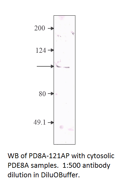 Anti-PDE8A Antibody (A54893) | Antibodies.com