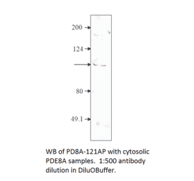 Anti-PDE8A Antibody from FabGennix (PD8A-121AP) - Antibodies.com