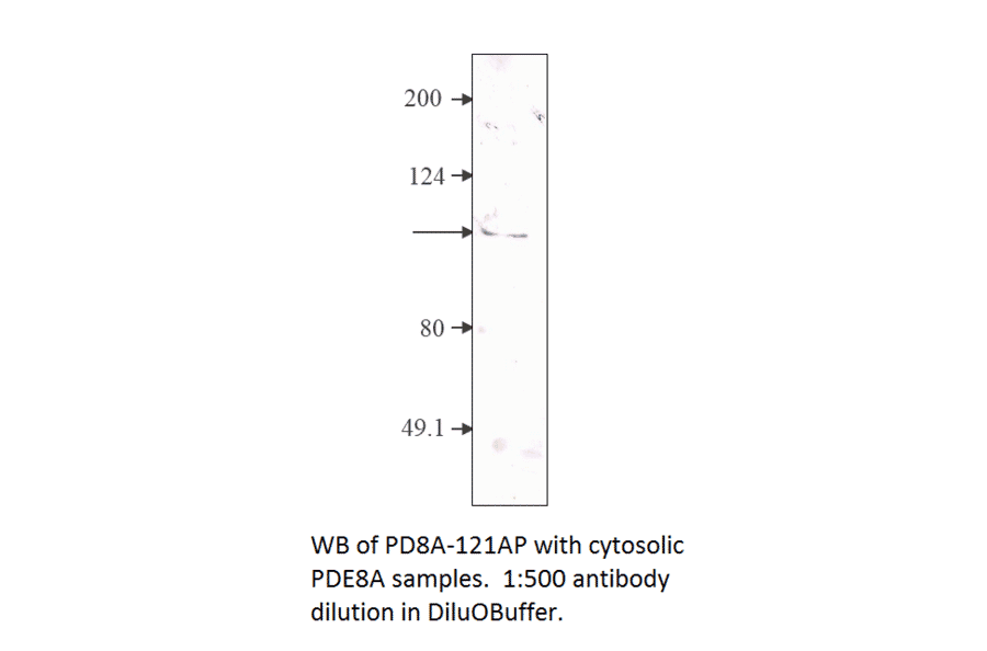 Anti-PDE8A Antibody from FabGennix (PD8A-121AP) - Antibodies.com