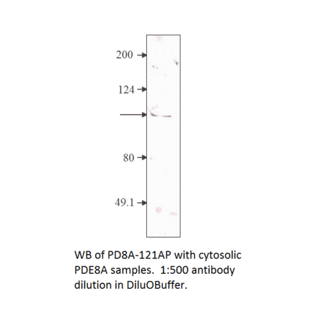 Anti-PDE8A Antibody from FabGennix (PD8A-121AP) - Antibodies.com