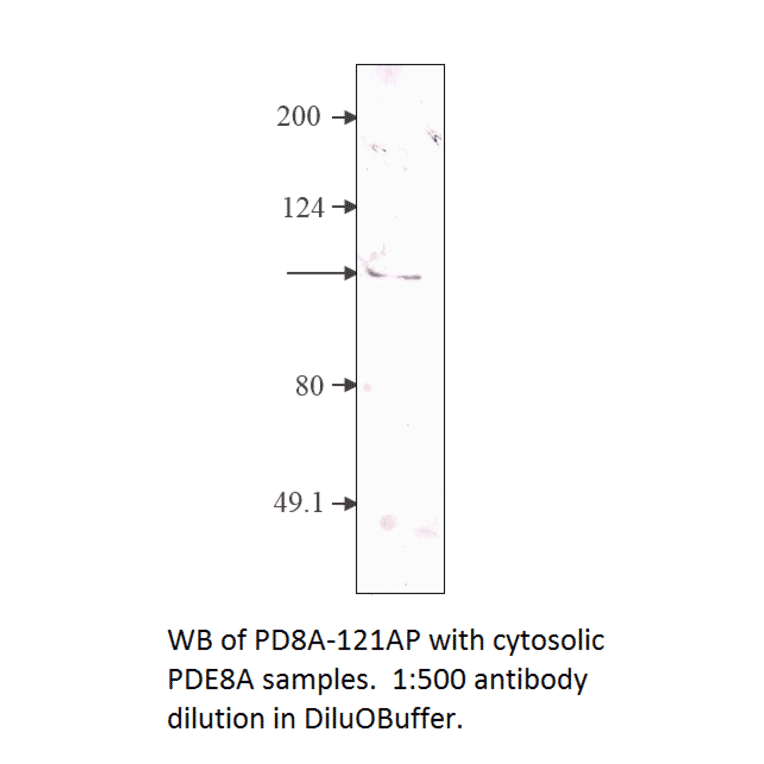 Anti-PDE8A Antibody from FabGennix (PD8A-121AP) - Antibodies.com