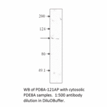 Anti-PDE8A Antibody from FabGennix (PD8A-121AP) - Antibodies.com