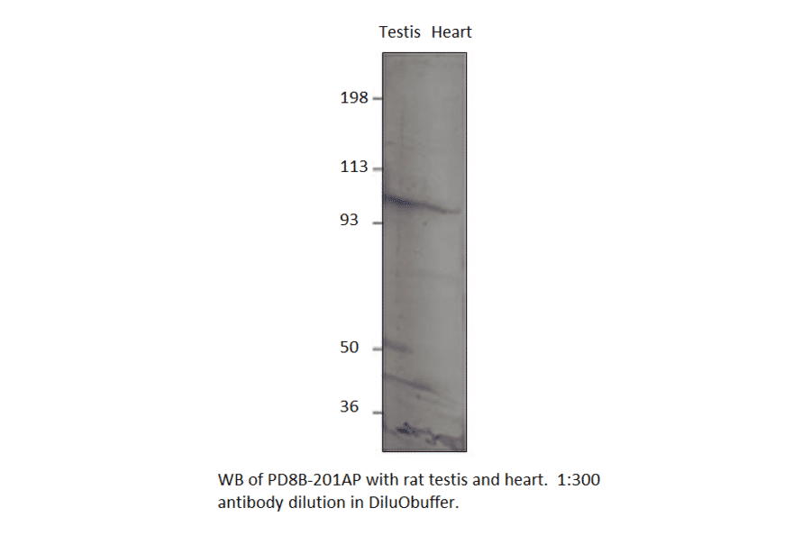 Anti-PDE8B Antibody from FabGennix (PD8B-201AP) - Antibodies.com
