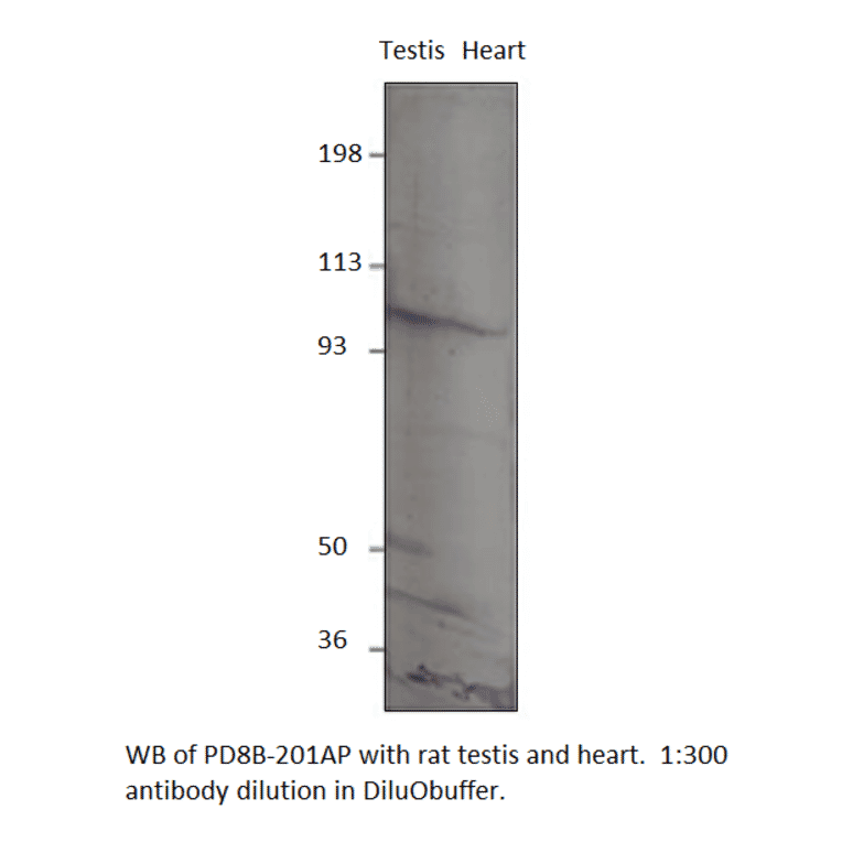 Anti-PDE8B Antibody from FabGennix (PD8B-201AP) - Antibodies.com