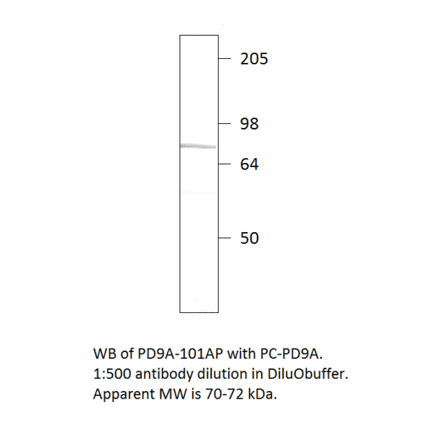 Anti-PDE9A Antibody from FabGennix (PD9A-101AP) - Antibodies.com