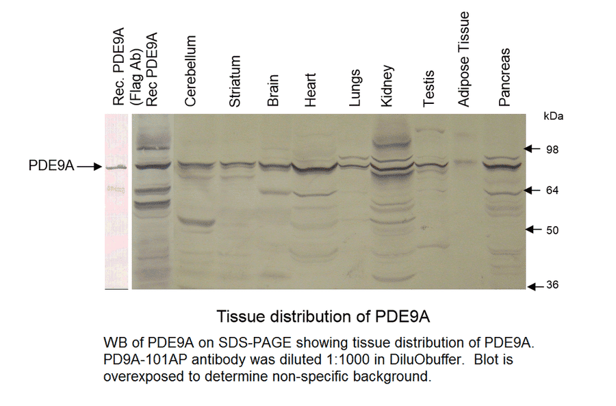 Anti-PDE9A Antibody from FabGennix (PD9A-101AP) - Antibodies.com