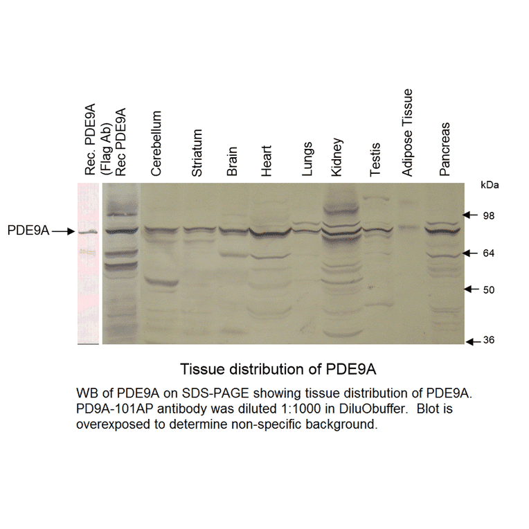 Anti-PDE9A Antibody from FabGennix (PD9A-101AP) - Antibodies.com