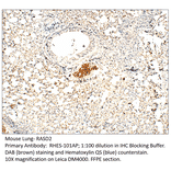Anti-RASD2 Antibody from FabGennix (RHES-101AP) - Antibodies.com