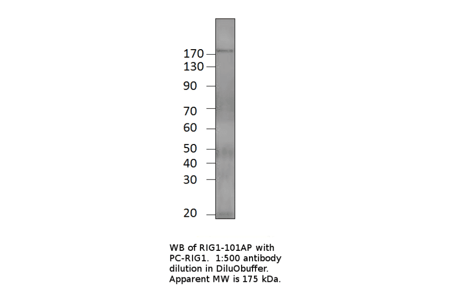 Anti-Robo3 Antibody from FabGennix (RIG1-101AP) - Antibodies.com