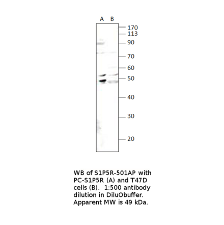 Anti-EDG8 Antibody from FabGennix (S1P5R-501AP) - Antibodies.com