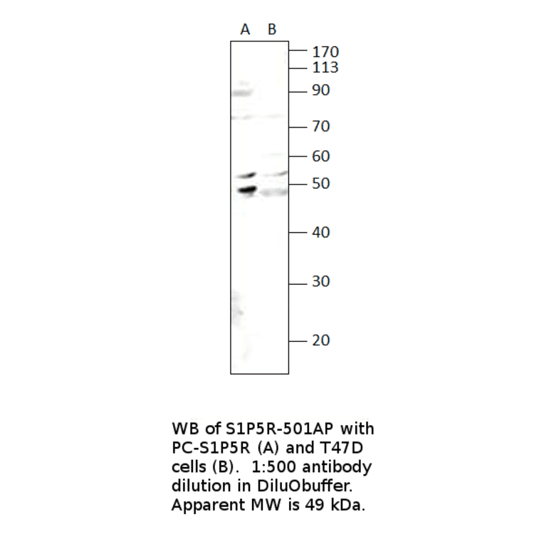 Anti-EDG8 Antibody from FabGennix (S1P5R-501AP) - Antibodies.com