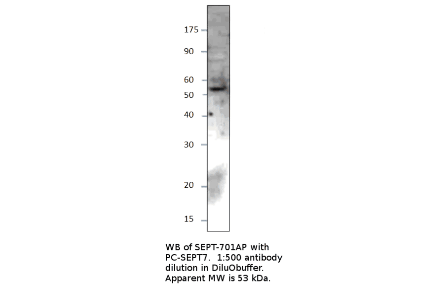 Anti-SEPT7 Antibody from FabGennix (SEPT-701AP) - Antibodies.com