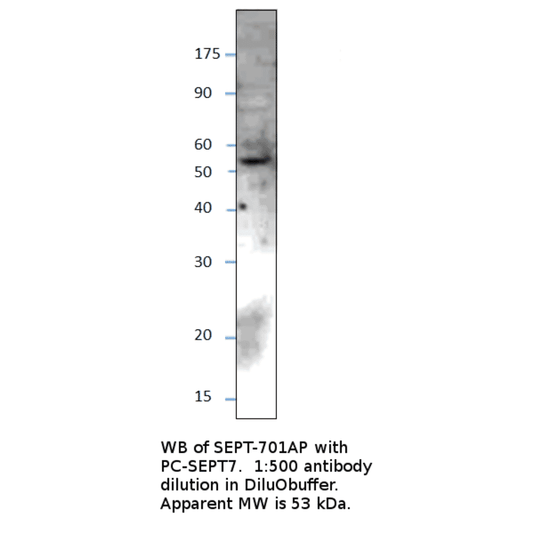 Anti-SEPT7 Antibody from FabGennix (SEPT-701AP) - Antibodies.com