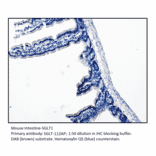 Anti-SGLT1 Antibody from FabGennix (SGLT-112AP) - Antibodies.com