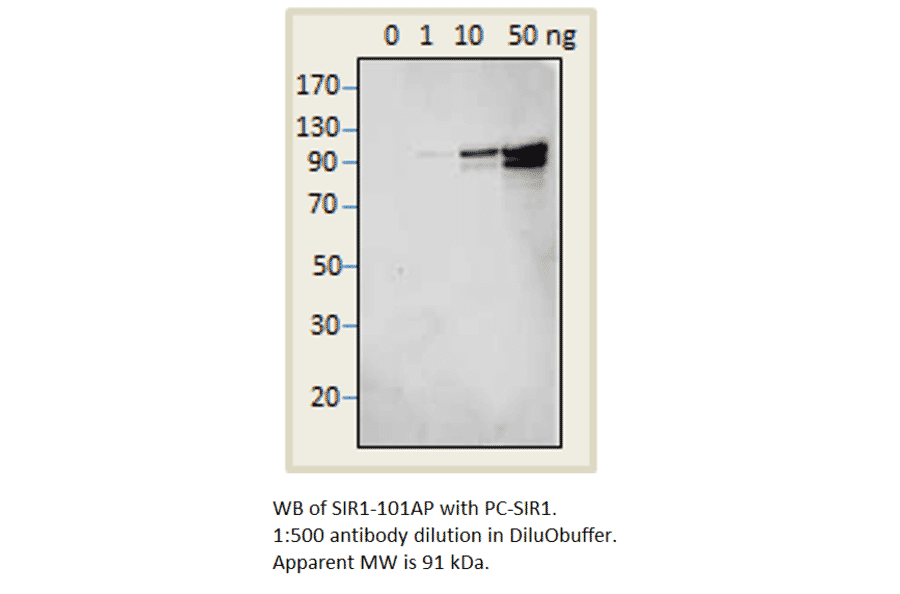 Anti-SIRT1 Antibody from FabGennix (SIR1-101AP) - Antibodies.com