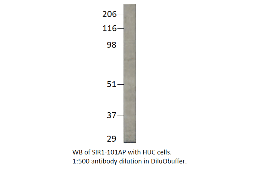 Anti-SIRT1 Antibody from FabGennix (SIR1-101AP) - Antibodies.com