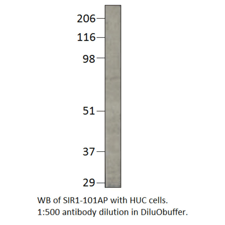 Anti-SIRT1 Antibody from FabGennix (SIR1-101AP) - Antibodies.com