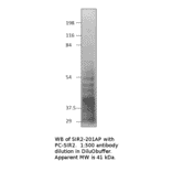 Anti-SIRT2 Antibody from FabGennix (SIR2-201AP) - Antibodies.com