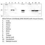 Anti-SIRT3 Antibody from FabGennix (SIR3-301AP) - Antibodies.com