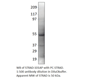 Anti-LYK5 Antibody from FabGennix (STRAD-101AP) - Antibodies.com