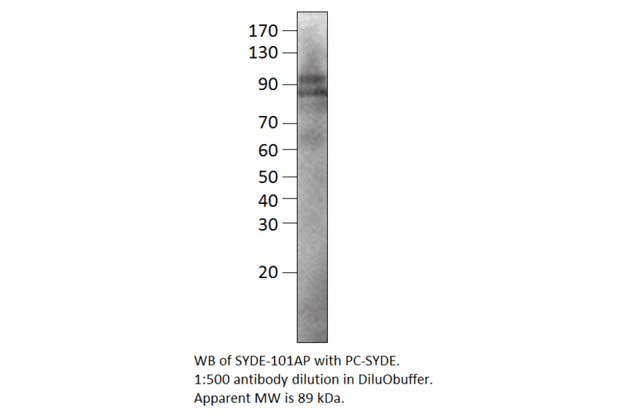 Anti-SYDE1 Antibody from FabGennix (SYDE-101AP) - Antibodies.com