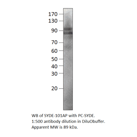 Anti-SYDE1 Antibody from FabGennix (SYDE-101AP) - Antibodies.com