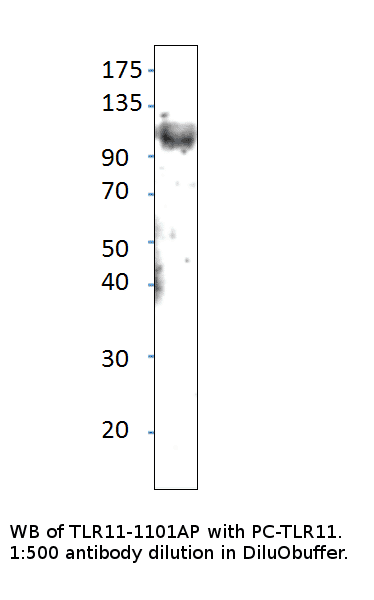 Anti-TLR11 Antibody