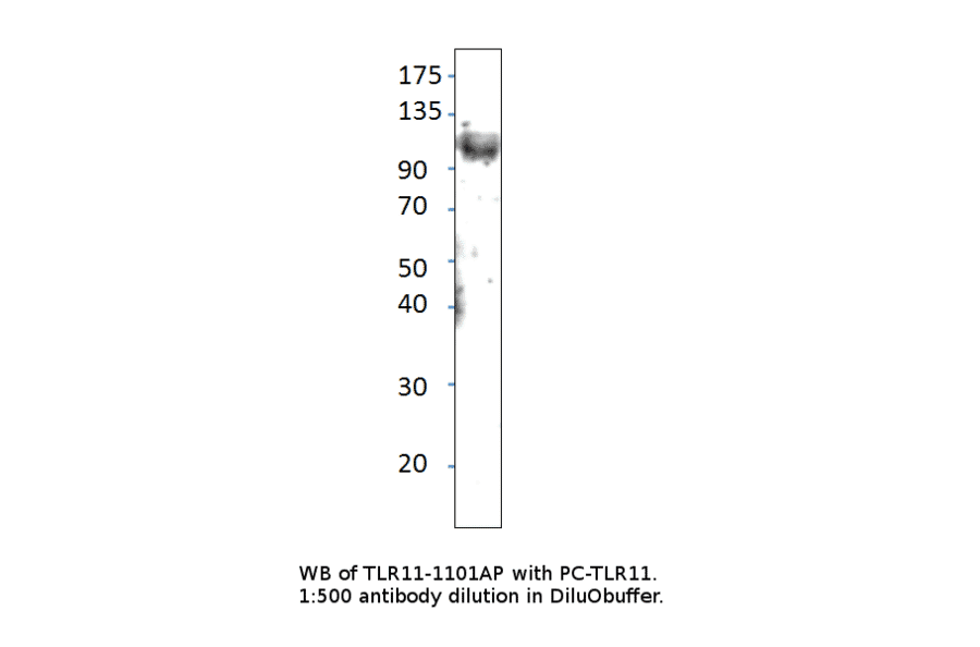 Anti-TLR11 Antibody from FabGennix (TLR-1101AP) - Antibodies.com