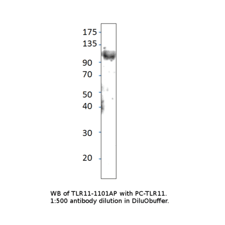 Anti-TLR11 Antibody from FabGennix (TLR-1101AP) - Antibodies.com