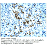 Anti-TOMM5 Antibody from FabGennix (TOM5-501AP) - Antibodies.com