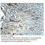 Anti-TOMM5 Antibody from FabGennix (TOM5-501AP) - Antibodies.com