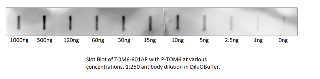 Anti-TOMM6 Antibody