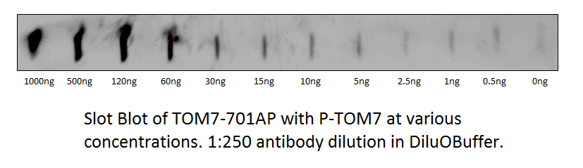 Anti-TOMM7 Antibody