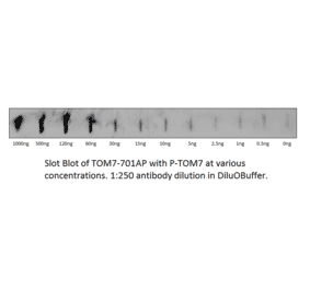 Anti-TOMM7 Antibody from FabGennix (TOM7-701AP) - Antibodies.com