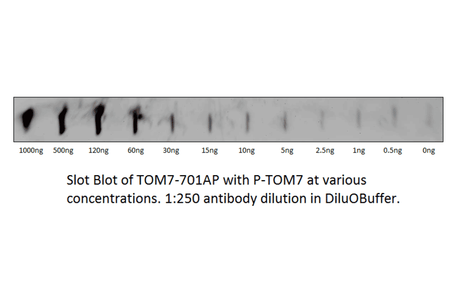 Anti-TOMM7 Antibody from FabGennix (TOM7-701AP) - Antibodies.com