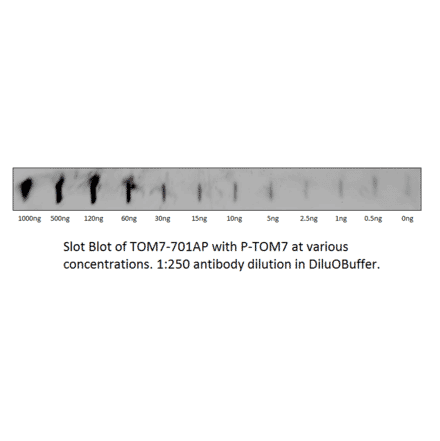 Anti-TOMM7 Antibody from FabGennix (TOM7-701AP) - Antibodies.com