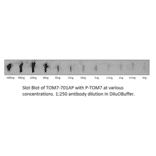 Anti-TOMM7 Antibody from FabGennix (TOM7-701AP) - Antibodies.com