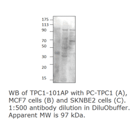 Anti-TPCN1 Antibody from FabGennix (TPC1-101AP) - Antibodies.com