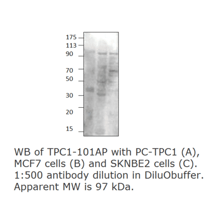 Anti-TPCN1 Antibody from FabGennix (TPC1-101AP) - Antibodies.com