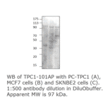 Anti-TPCN1 Antibody from FabGennix (TPC1-101AP) - Antibodies.com