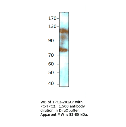 Anti-TPCN2 Antibody from FabGennix (TPC2-201AP) - Antibodies.com