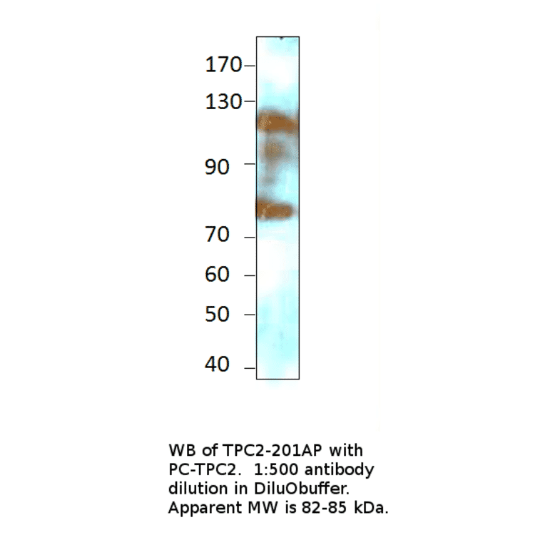 Anti-TPCN2 Antibody from FabGennix (TPC2-201AP) - Antibodies.com