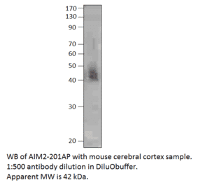 Anti-AIM2 Antibody from FabGennix (AIM2-201AP) - Antibodies.com