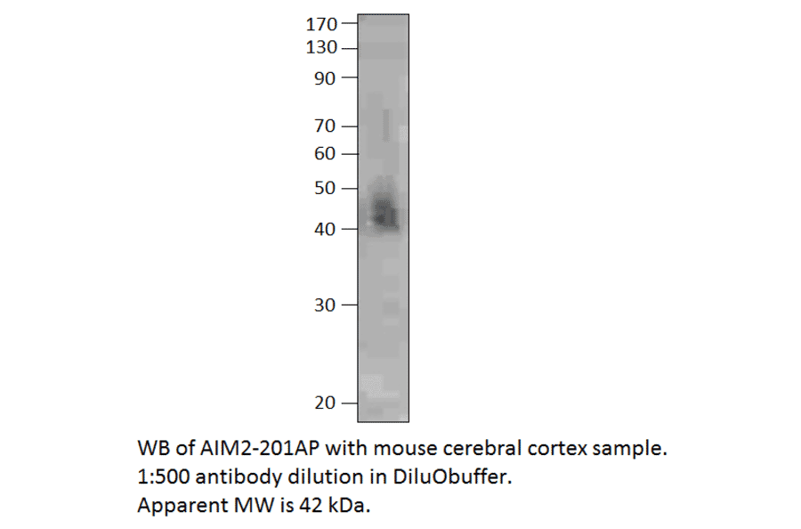 Anti-AIM2 Antibody from FabGennix (AIM2-201AP) - Antibodies.com