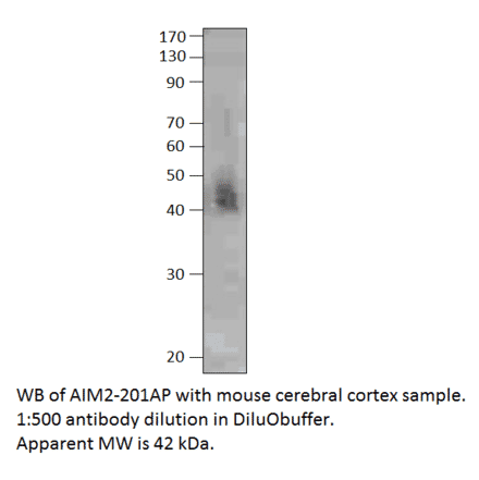 Anti-AIM2 Antibody from FabGennix (AIM2-201AP) - Antibodies.com