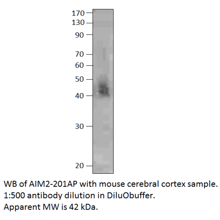 Anti-AIM2 Antibody from FabGennix (AIM2-201AP) - Antibodies.com