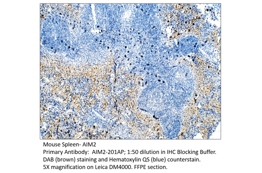 Anti-AIM2 Antibody from FabGennix (AIM2-201AP) - Antibodies.com
